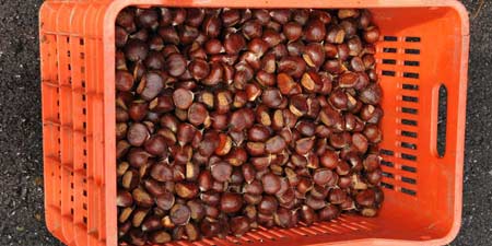 Edelkastanien - Ernte und abendliche Verköstigung in Rapsani