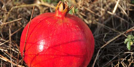 Granatapfel - auch als Saft oder Marmelade ein Genuss