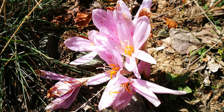 Saffron - precious flower and spice of love