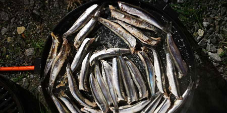 Camper Stop Zampetas - deep fried Greek anchovies
