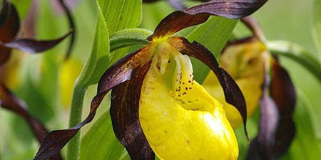 A destination: Lechtal when the lady's slipper is blooming