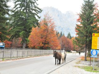 Valbona Valley in its autumn colours