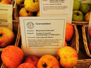 Description and sorts of apple in Kaarz