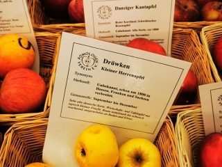 Description and sorts of apple in Kaarz