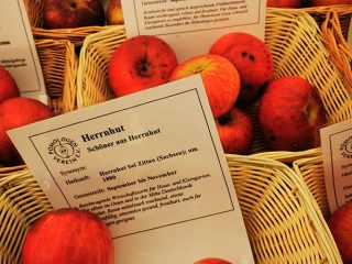 Description and sorts of apple in Kaarz