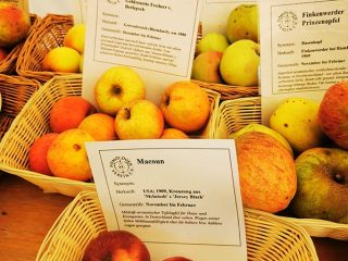 Description and sorts of apple in Kaarz