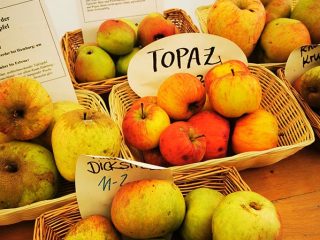 Description and sorts of apple in Kaarz