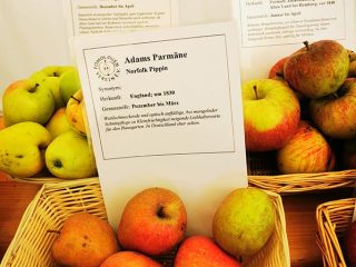 Description and sorts of apple in Kaarz