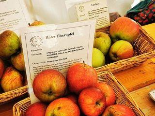 Description and sorts of apple in Kaarz