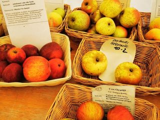 Description and sorts of apple in Kaarz