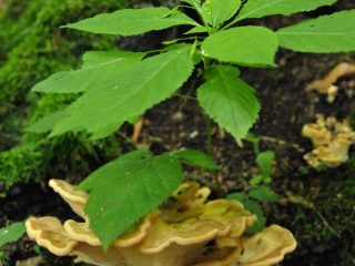Pilz und junge Pflanze