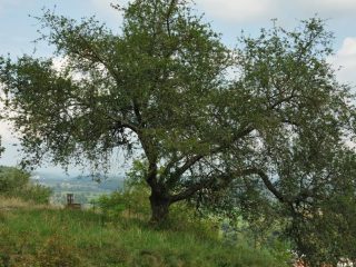 Kallmünz ein Künstlerort an Naab