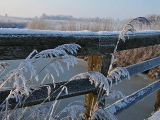Raureif in Friesland