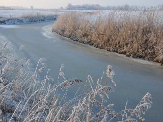 Raureif in Friesland