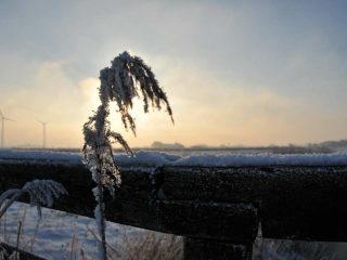 Raureif in Friesland