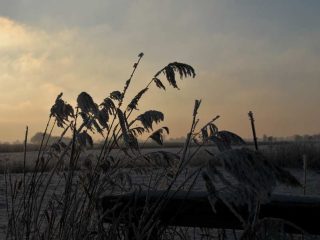 Raureif in Friesland