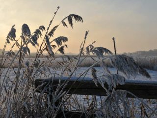Raureif in Friesland