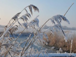 Raureif in Friesland