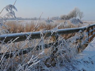 Raureif in Friesland