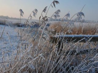 Raureif in Friesland