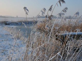 Raureif in Friesland