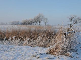 Raureif in Friesland