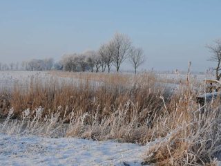 Raureif in Friesland