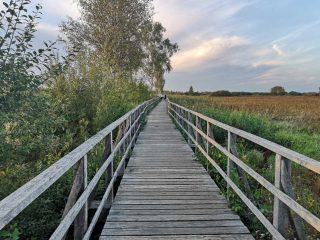 Auf dem Steg zum Federsee bei Bad Buchau