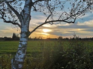 Auf dem Steg zum Federsee bei Bad Buchau