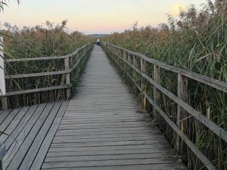 Auf dem Steg zum Federsee bei Bad Buchau