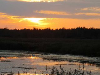 Auf dem Steg zum Federsee bei Bad Buchau