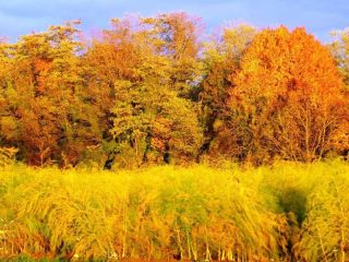 Autumn Camper Trip