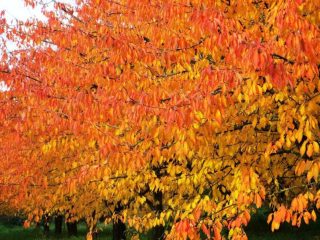 Autumn Camper Trip