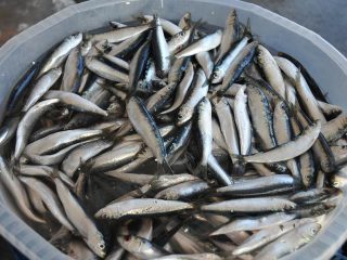 Frischer Fisch vom Markt in Güzelbahçe