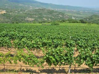 Wine fields of Rapsani