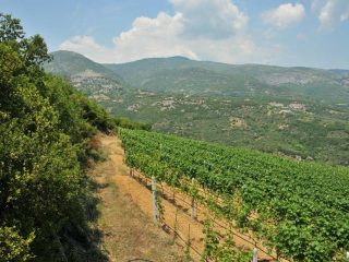 Wine fields of Rapsani