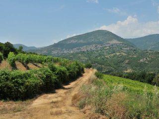 Wine fields of Rapsani