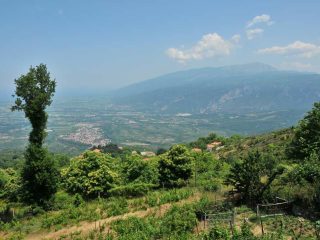 Wine fields of Rapsani