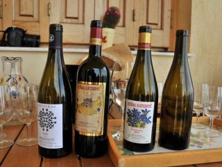 Wine fields of Rapsani