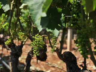 Wine fields of Rapsani