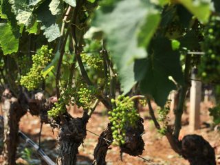 Wine fields of Rapsani
