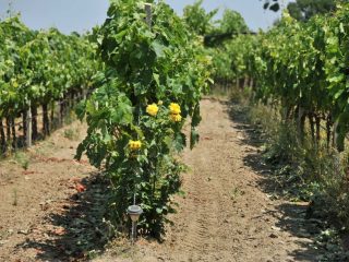 Wine fields of Rapsani