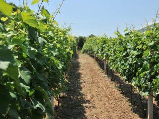 Wine fields of Rapsani