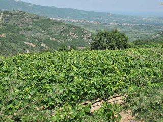 Wine fields of Rapsani