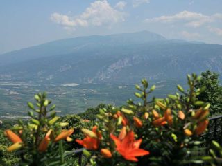Wine fields of Rapsani