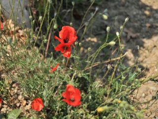 Wine fields of Rapsani