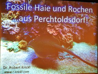 Antike Haizähne aus Perchtoldsdorf