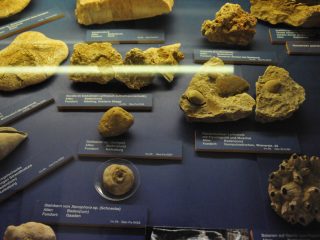 Antike Haizähne aus Perchtoldsdorf