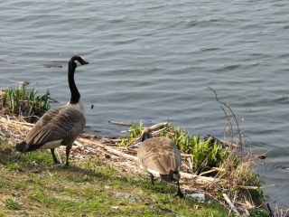 Hiking along Kemnader Lake at Witten