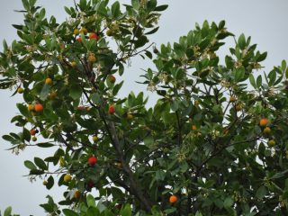 Strawberry Tree - tasty fruits for jelly